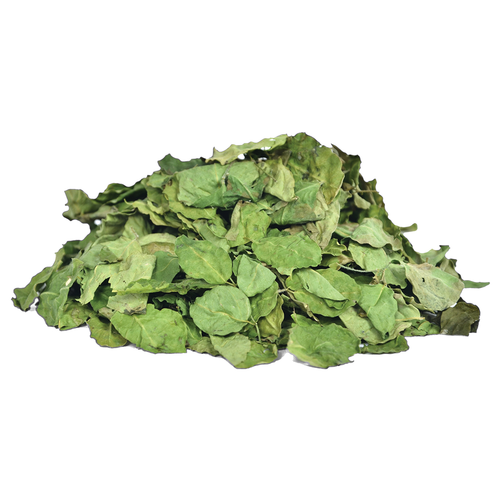 dried moringa leaves suppliers