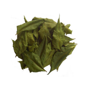 dry neem leaves suppliers