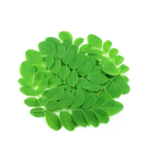 fresh moringa leaves