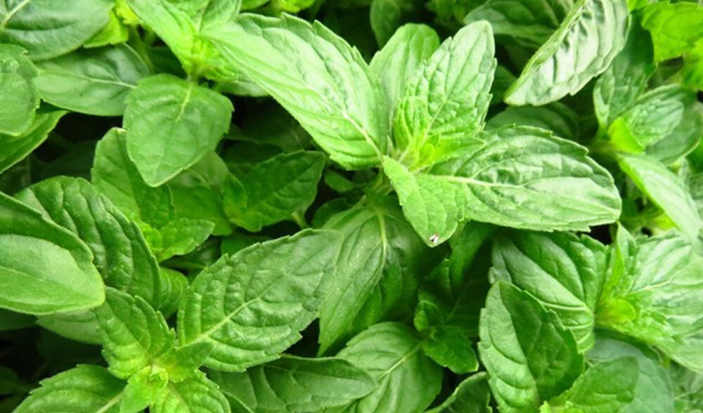 basil leaves