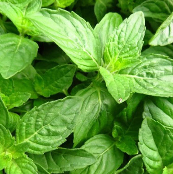 basil leaves