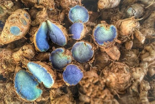 black turmeric suppliers