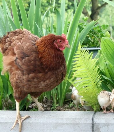 Herbal Poultry Feed Supplements