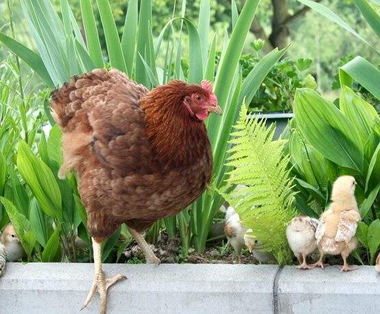 Herbal Poultry Feed Supplements